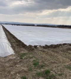 Agrotextil PTX-19gr 1.6m  /m2