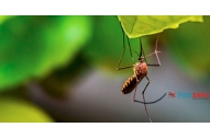 Freezanz sistemi za zamagljivanje protiv insekata