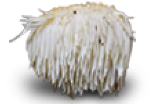 Gljiva Lavlja glava