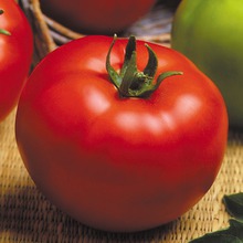 Seme paradajza