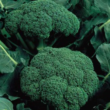 Seme brokolija