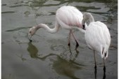 Zašto su flamingosi roze boje?...