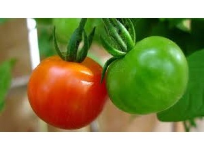 Postupak protiv odgovornih za pogrešnu deklaraciju paradajza