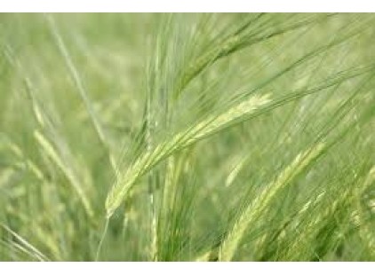 Rusija doprinela da u EU opadne izvoz pšenice